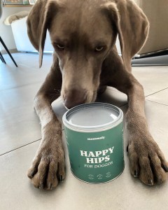 Unsere Erfahrungen mit mammaly - Milow, the Labmaraner